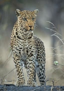 Leopard