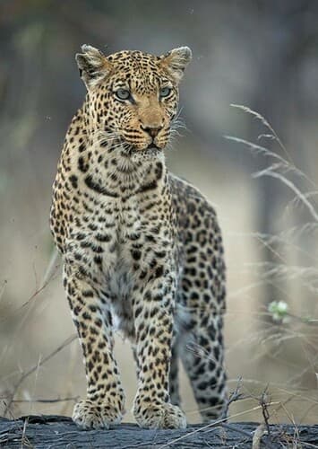 Leopard