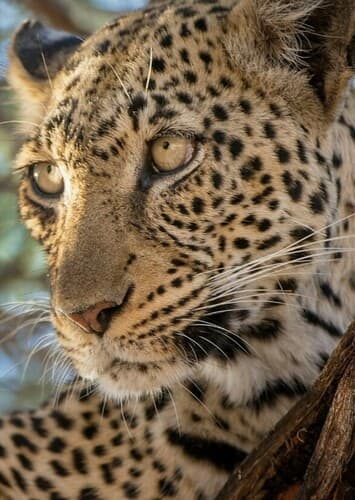Leopard