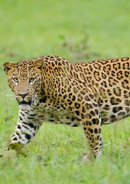 Leopard