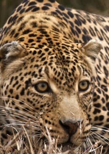 Leopard