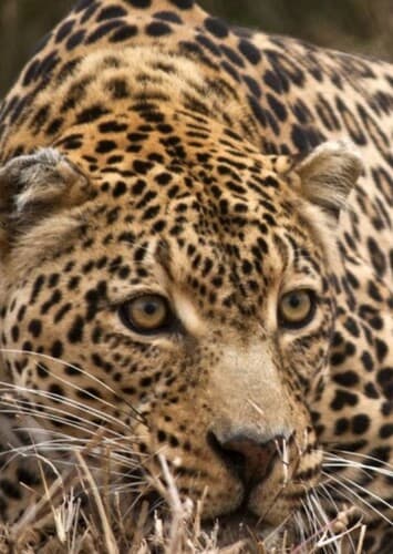 Leopard