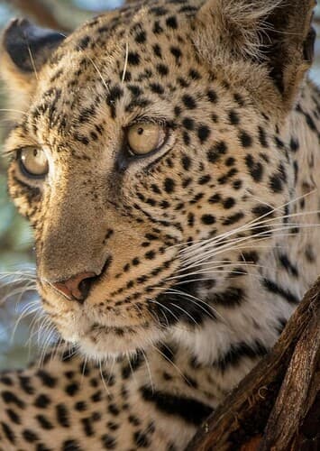 Leopard