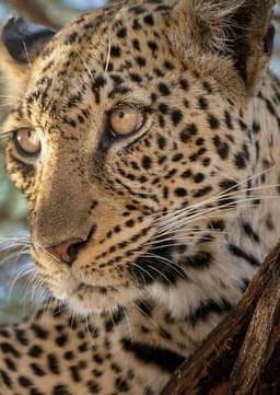 Leopard