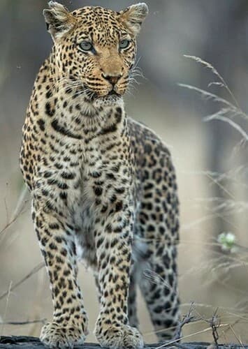Leopard