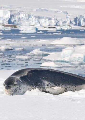 Leopard seal