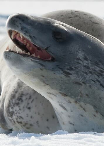Leopard Seal