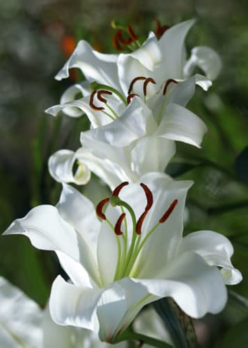 Lily (White)