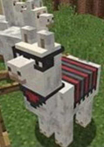 Llama