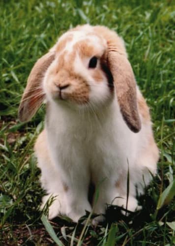Lop Rabbit