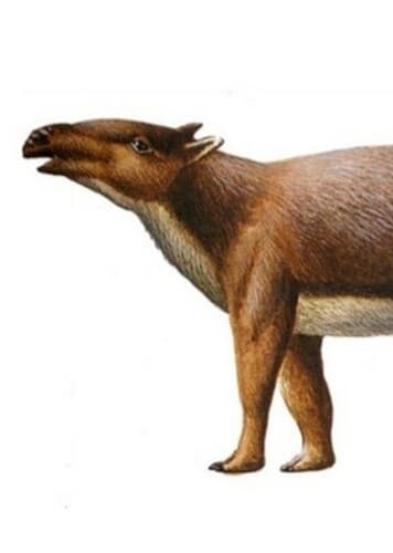 Lophiodon