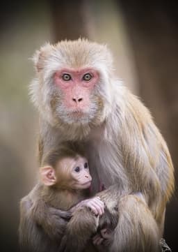 Macaque