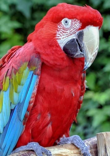 Macaw