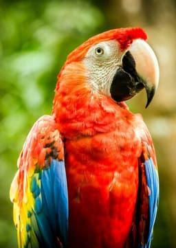 Macaw