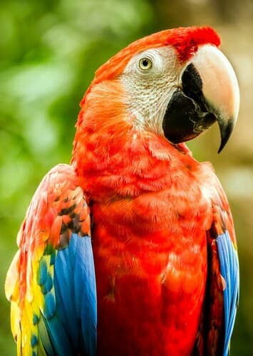 Macaw