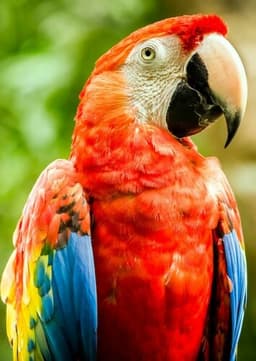Macaw