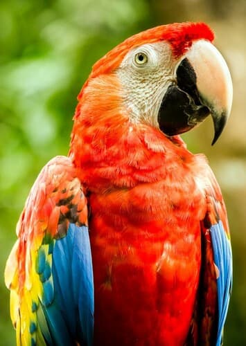 Macaw