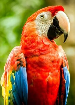 Macaw
