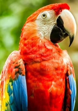 Macaw