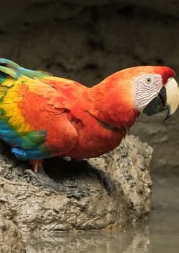 Macaw