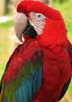 Macaw