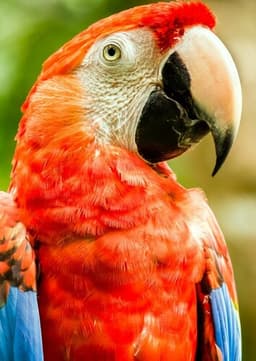 Macaw