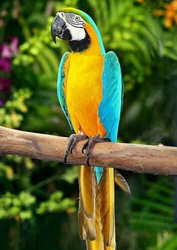 Macaw