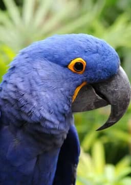 Macaw