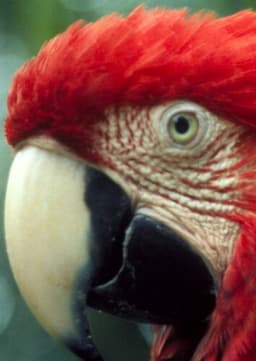 Macaw