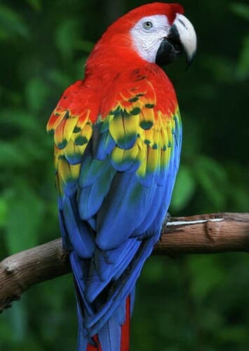 Macaw