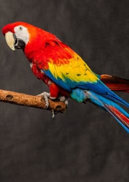 Macaw