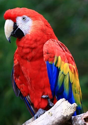 Macaw