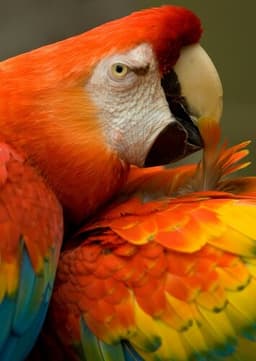 Macaw