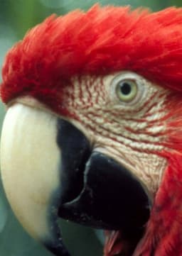 Macaw
