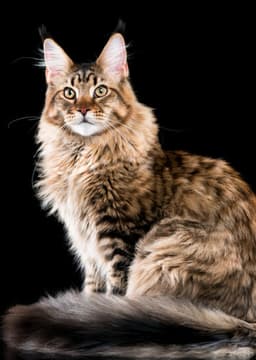 Maine Coon