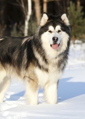 Malamute