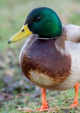 Mallard Duck