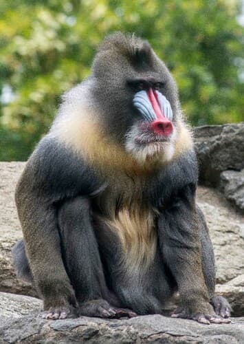 Mandrill