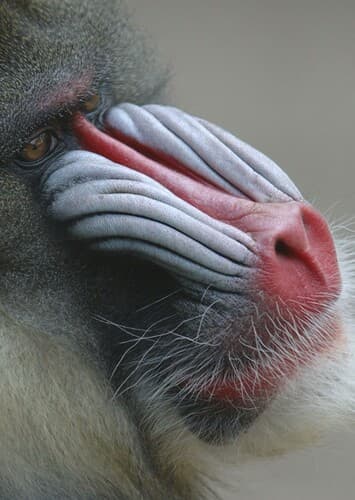 Mandrill