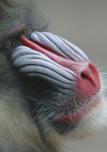 Mandrill