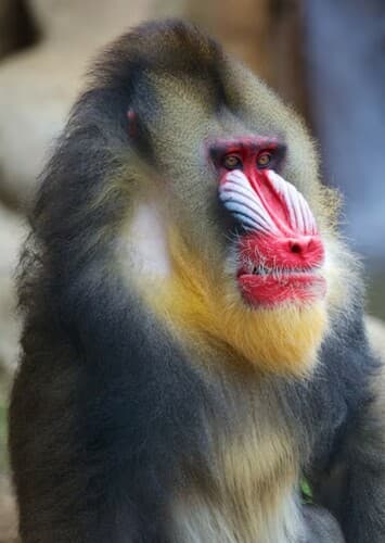 Mandrill