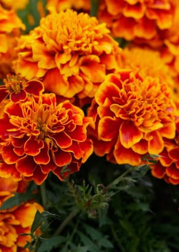 Marigold