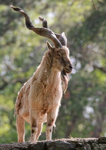 Markhor Goat