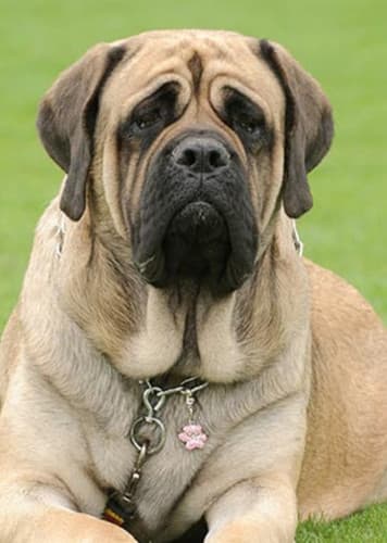 Mastiff