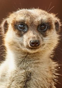 Meerkat