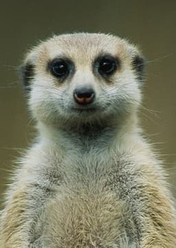 Meerkat