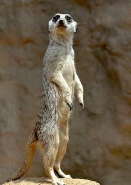 Meerkat