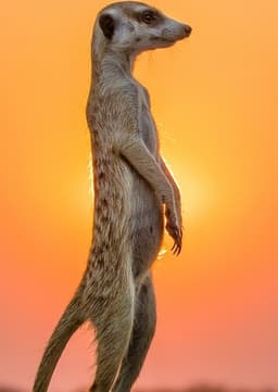 Meerkat