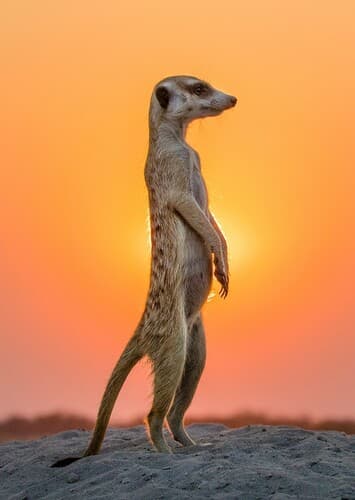 Meerkat