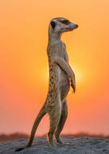 Meerkat